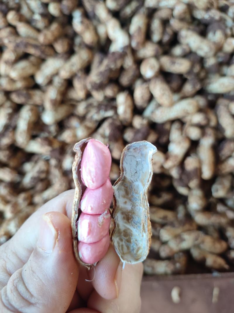 广东省徐闻县鲜花生