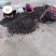 地皮菜河南南阳地皮菜特色菜量大价优批发供应