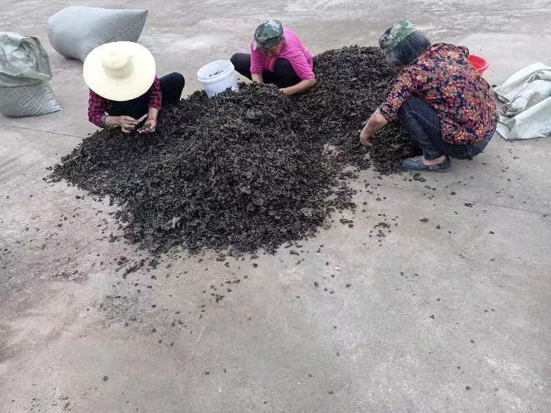 地皮菜河南南阳地皮菜特色菜量大价优批发供应