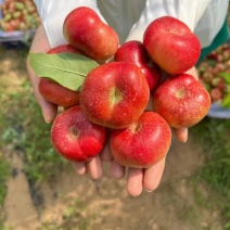 油蟠桃