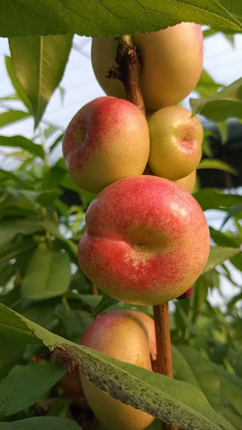 油蟠桃