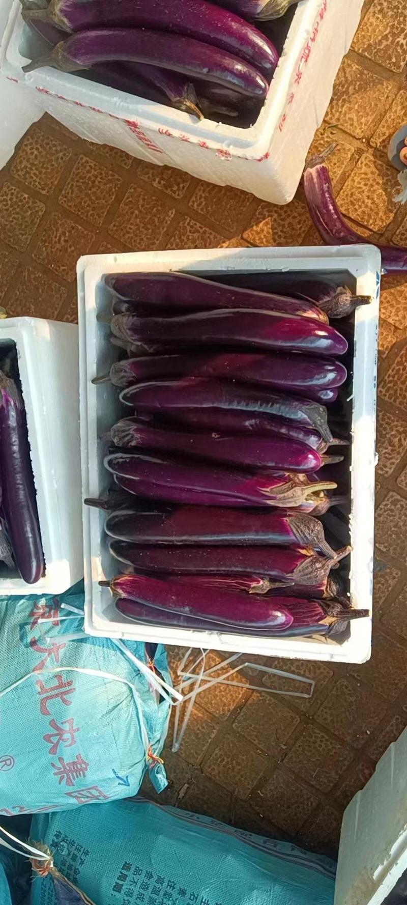 紫茄子，产地看货直发