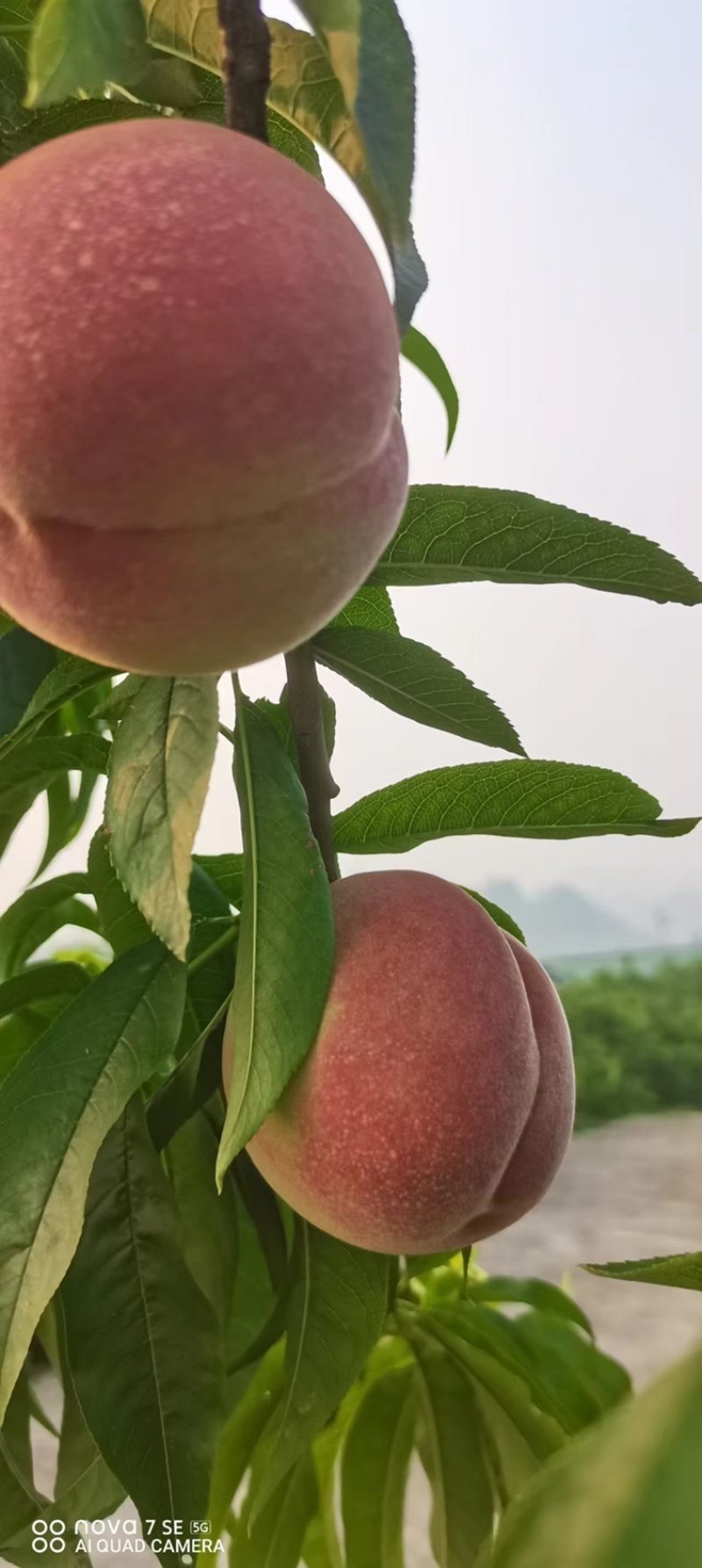 突围桃🍑已上市，自家果园，货源30万斤左右