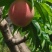 突围桃🍑已上市，自家果园，货源30万斤左右