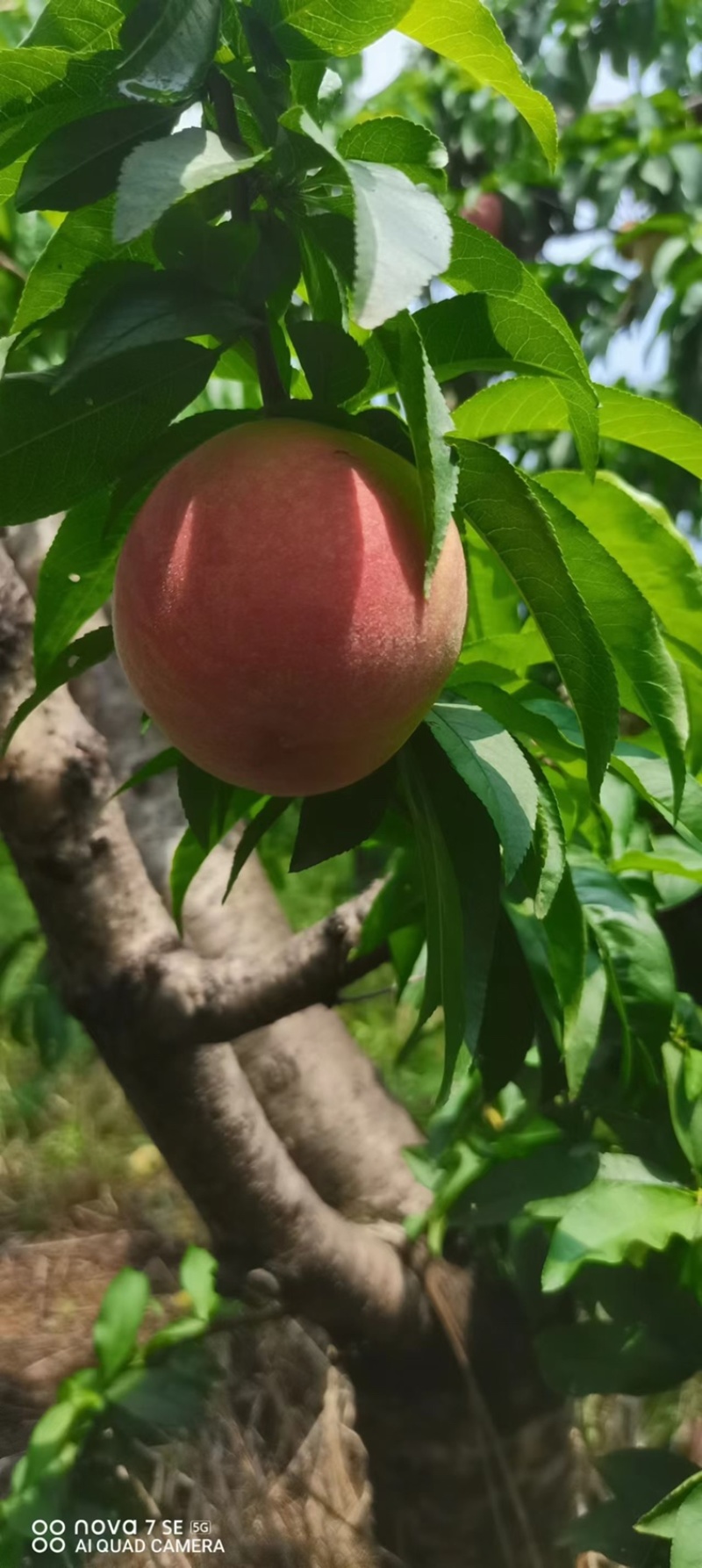 突围桃🍑已上市，自家果园，货源30万斤左右