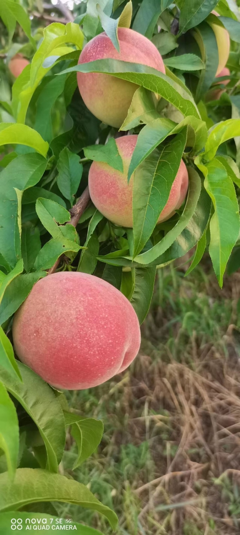 突围桃🍑已上市，自家果园，货源30万斤左右