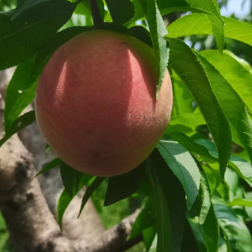 突围桃🍑已上市，自家果园，货源30万斤左右