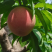 突围桃🍑已上市，自家果园，货源30万斤左右