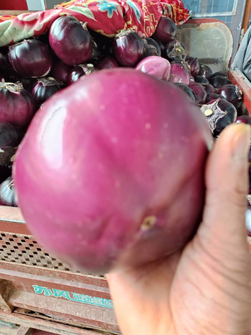 精品紫光圆茄，耐运输，口感好，一手货源，代发全国市场