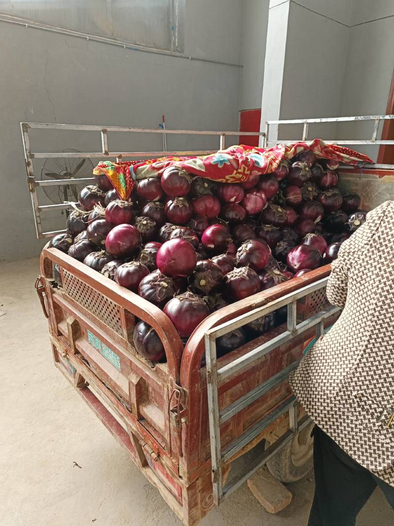 精品紫光圆茄，耐运输，口感好，一手货源，代发全国市场
