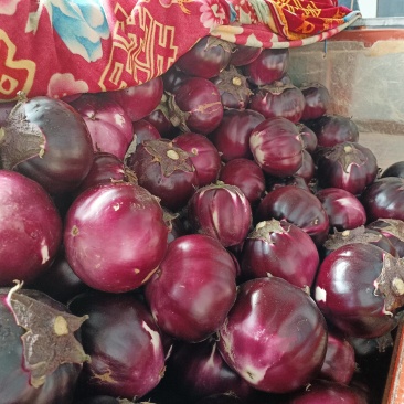 精品紫光圆茄，耐运输，口感好，一手货源，代发全国市场