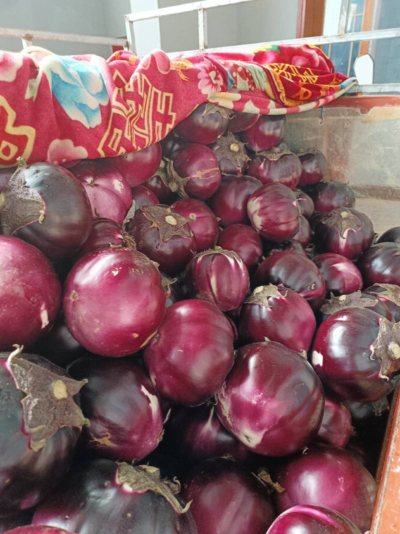 精品紫光圆茄，耐运输，口感好，一手货源，代发全国市场