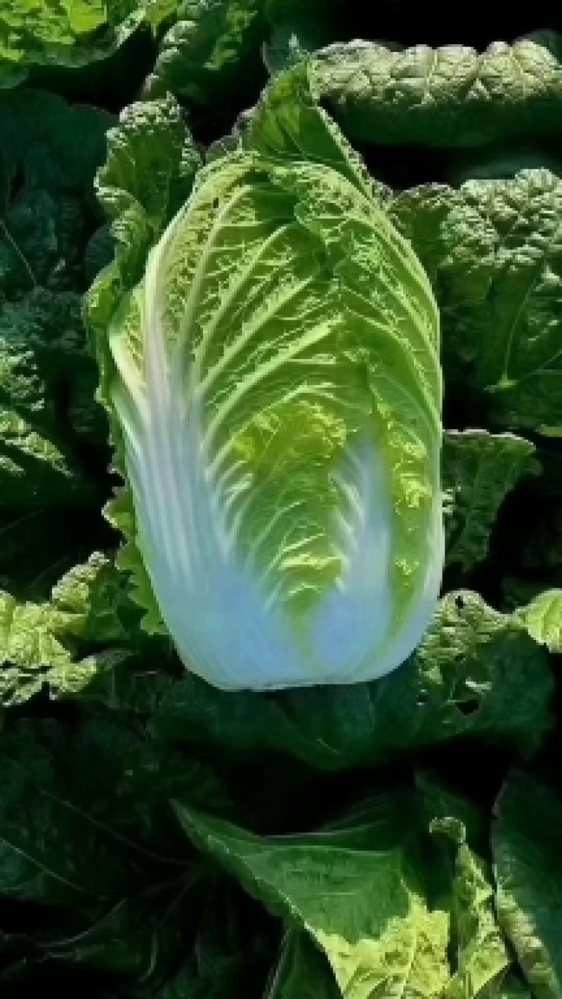 黄心大白菜产地看货，保质保量支持视频看货一条龙服务