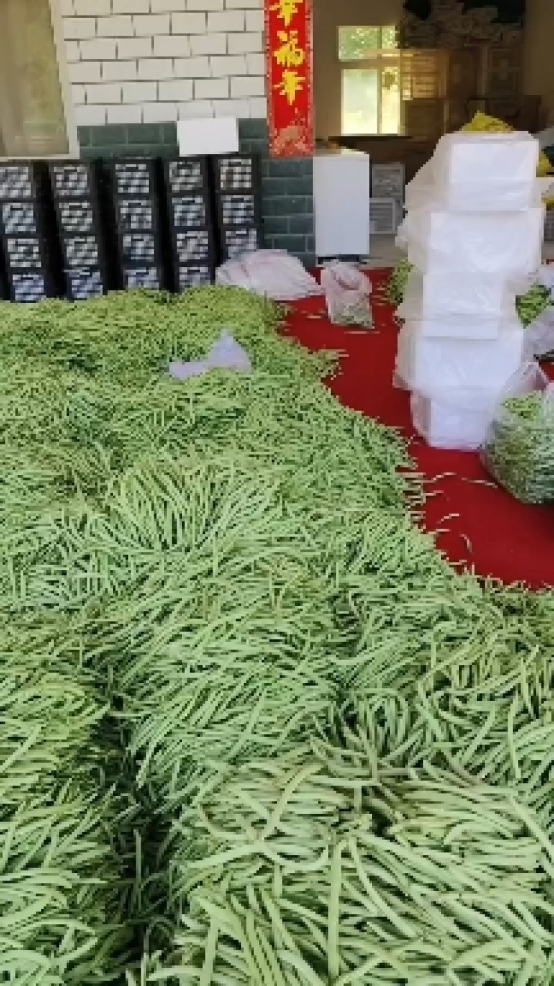 四季豆无筋豆产地看货采摘保质保量欢迎咨询订购