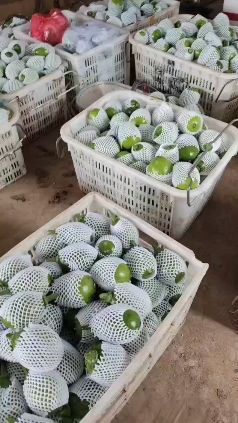 南瓜精品小嫩南瓜产地视频看货装货质量很好货源充足欢迎大订
