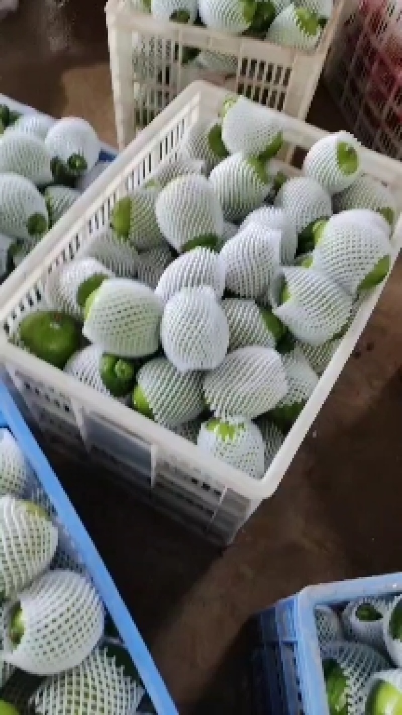 南瓜精品小嫩南瓜产地视频看货装货质量很好货源充足欢迎大订