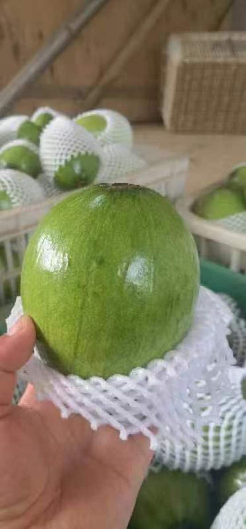 南瓜小嫩南瓜货源充足支持视频看货打款发货欢迎订购