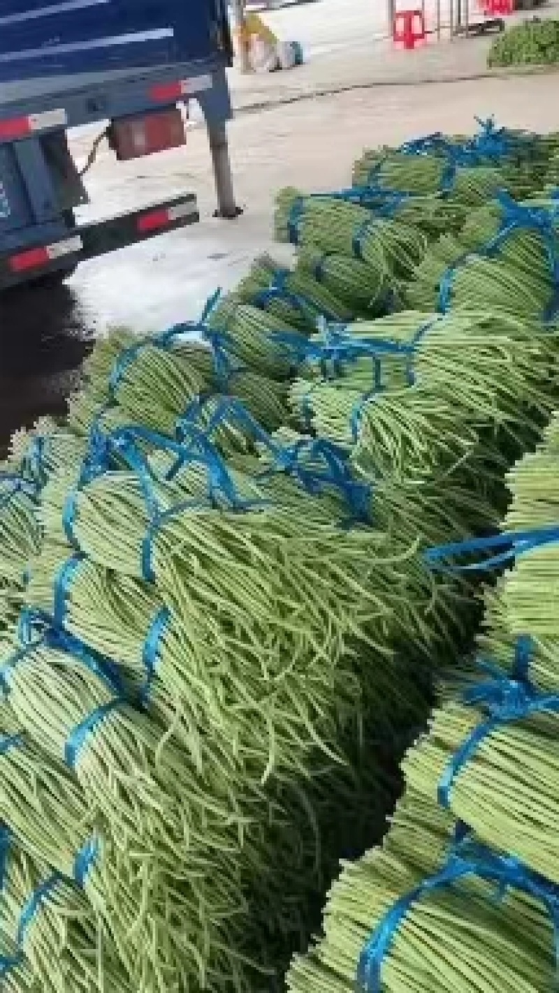 青条豆角长豆角支持视频看货打款发货欢迎订购