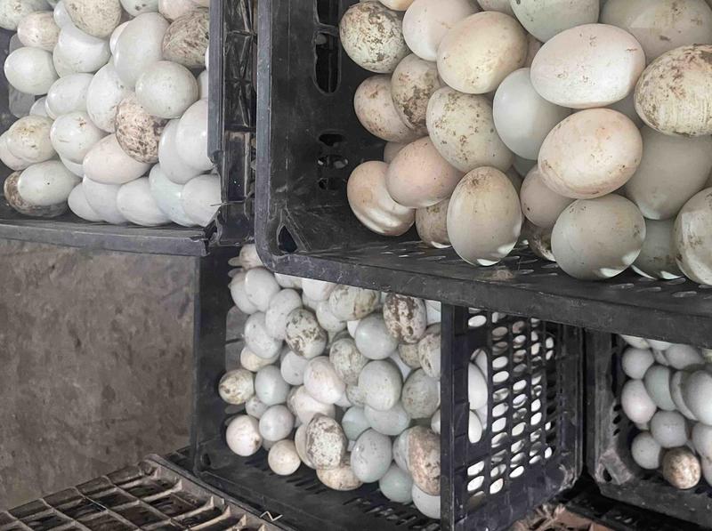 新鲜鸭子蛋量足价美全国发货