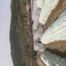 甘蓝育苗基地，欢迎新老客户