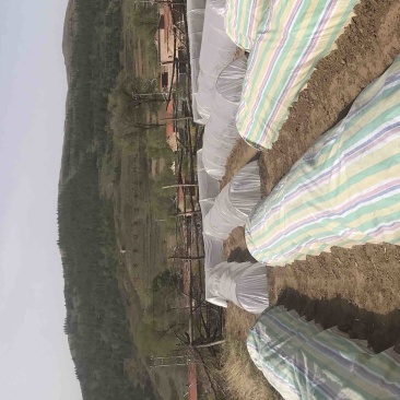 甘蓝育苗基地，欢迎新老客户