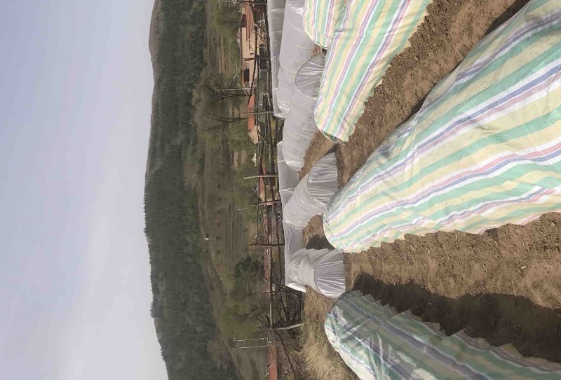 甘蓝育苗基地，欢迎新老客户