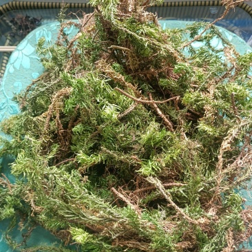 千层塔，野生千层塔，虱子风，金不换，供应中