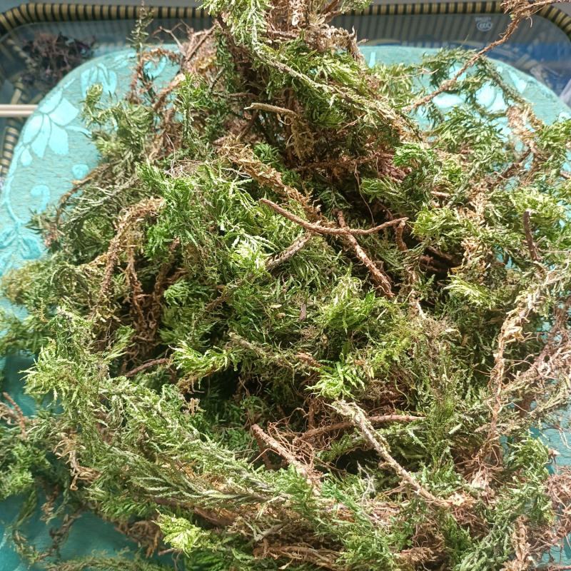 千层塔，野生千层塔，虱子风，金不换，供应中