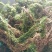 千层塔，野生千层塔，虱子风，金不换，供应中