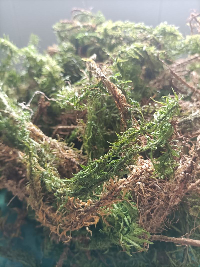 千层塔，野生千层塔，虱子风，金不换，供应中
