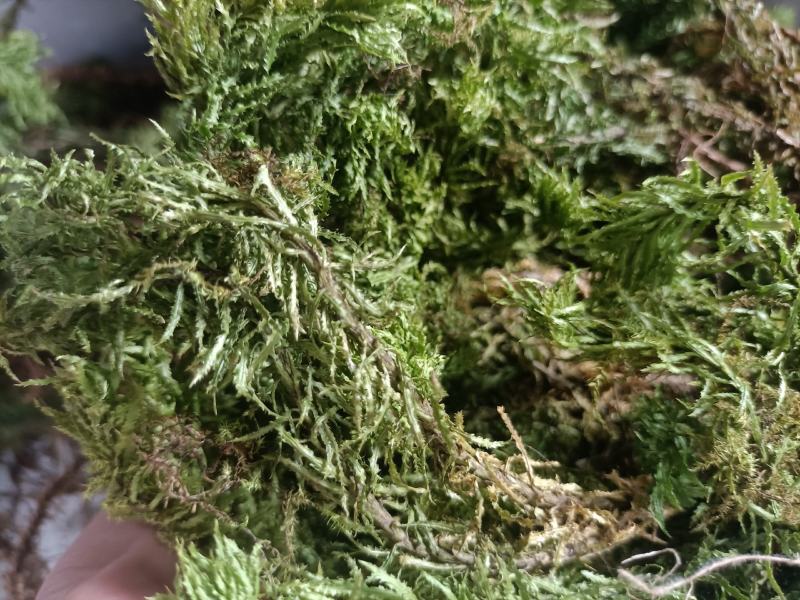 千层塔，野生千层塔，虱子风，金不换，供应中