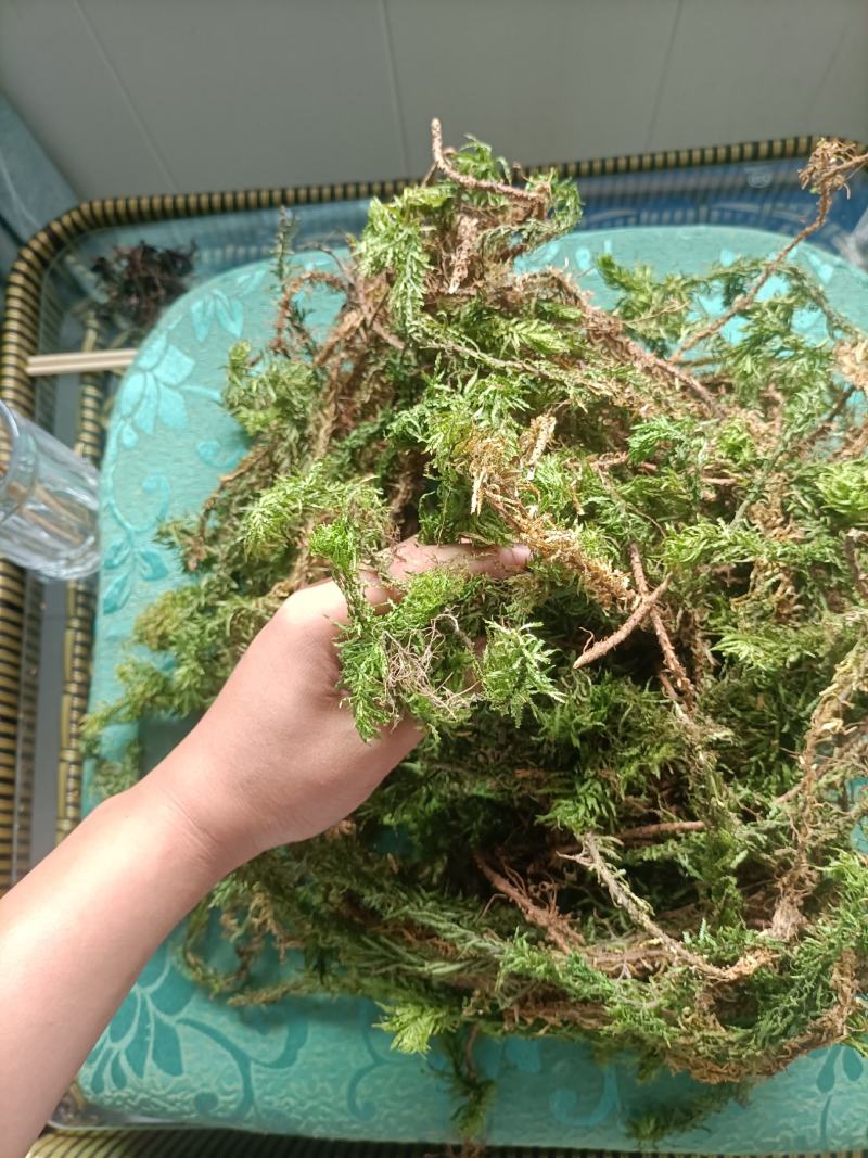 千层塔，野生千层塔，虱子风，金不换，供应中