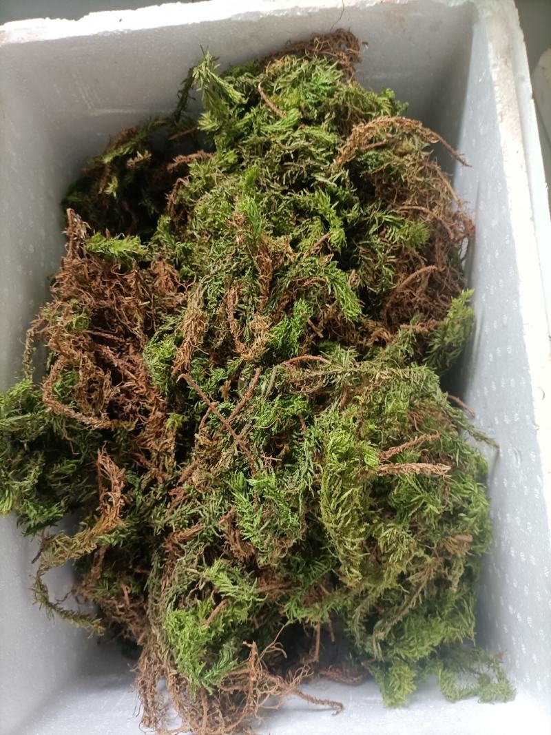 千层塔，野生千层塔，虱子风，金不换，供应中