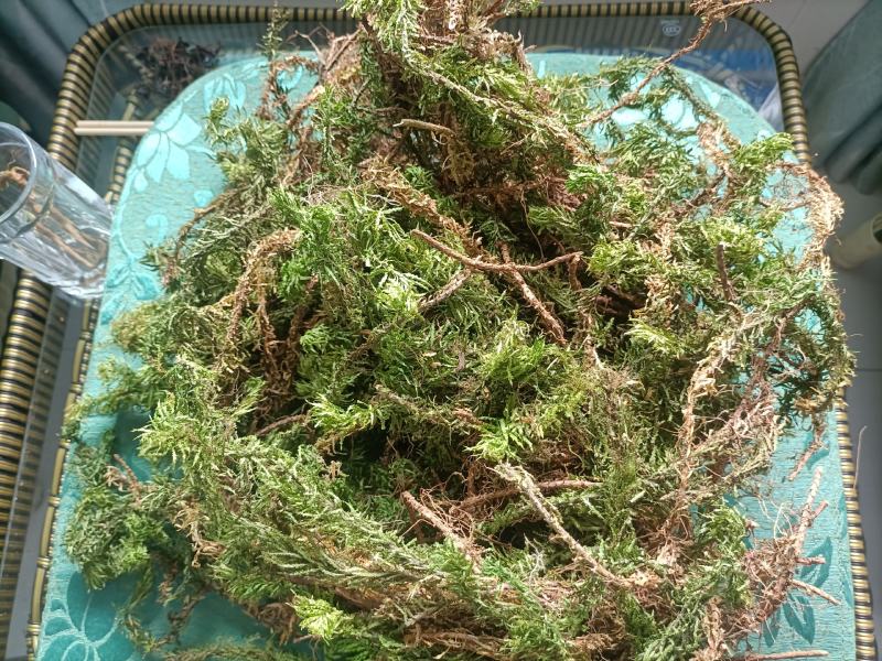 千层塔，野生千层塔，虱子风，金不换，供应中