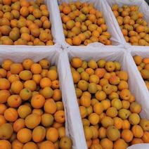 【实力】精品金太阳杏大量黄杏电商市场量大从优欢迎咨询