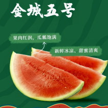 【甜蜜清爽】西金城5号西瓜/新疆西瓜/基地直发
