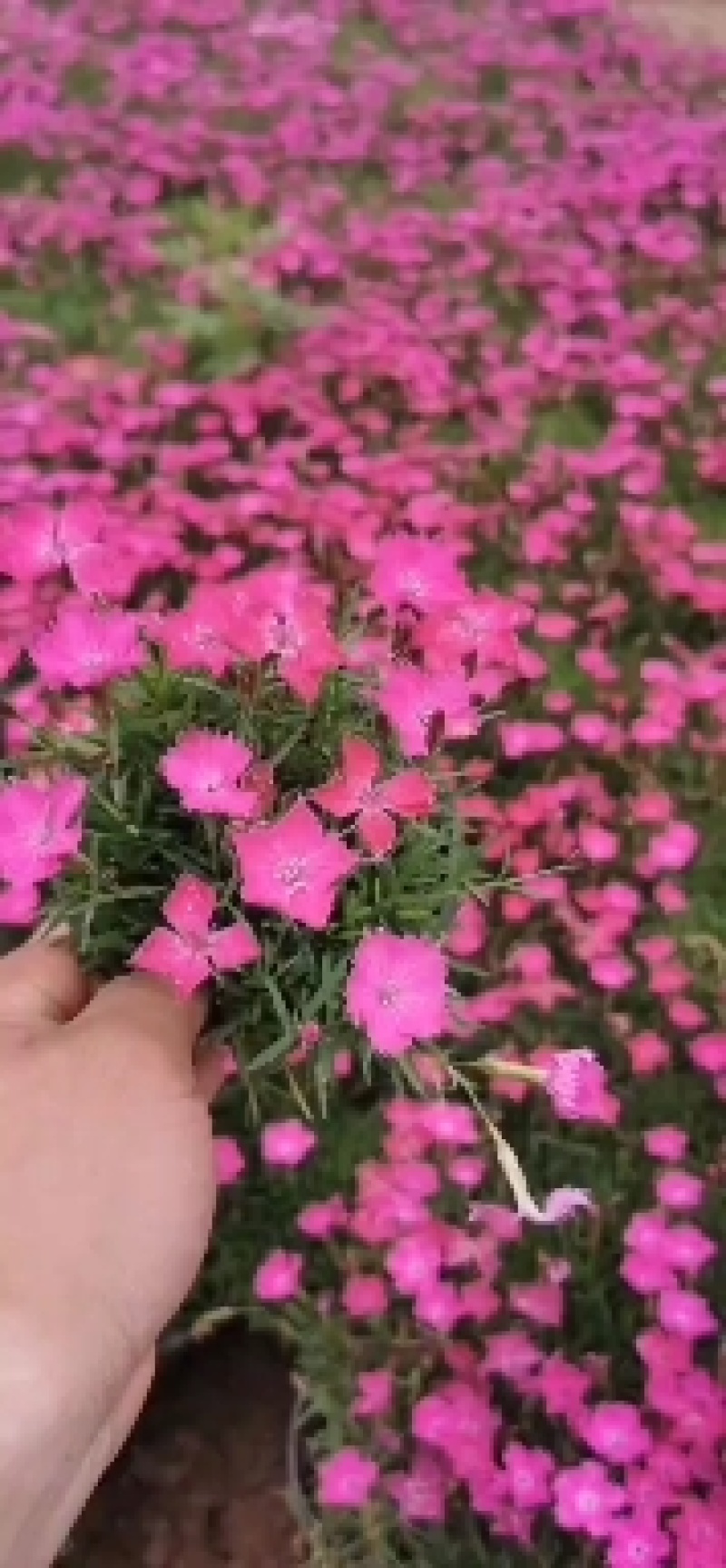 《推荐》欧石竹花卉苗木基地供货品质保证全国发货