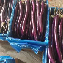 精品线茄大量上市紫皮茄子基地直发欢迎客商电联