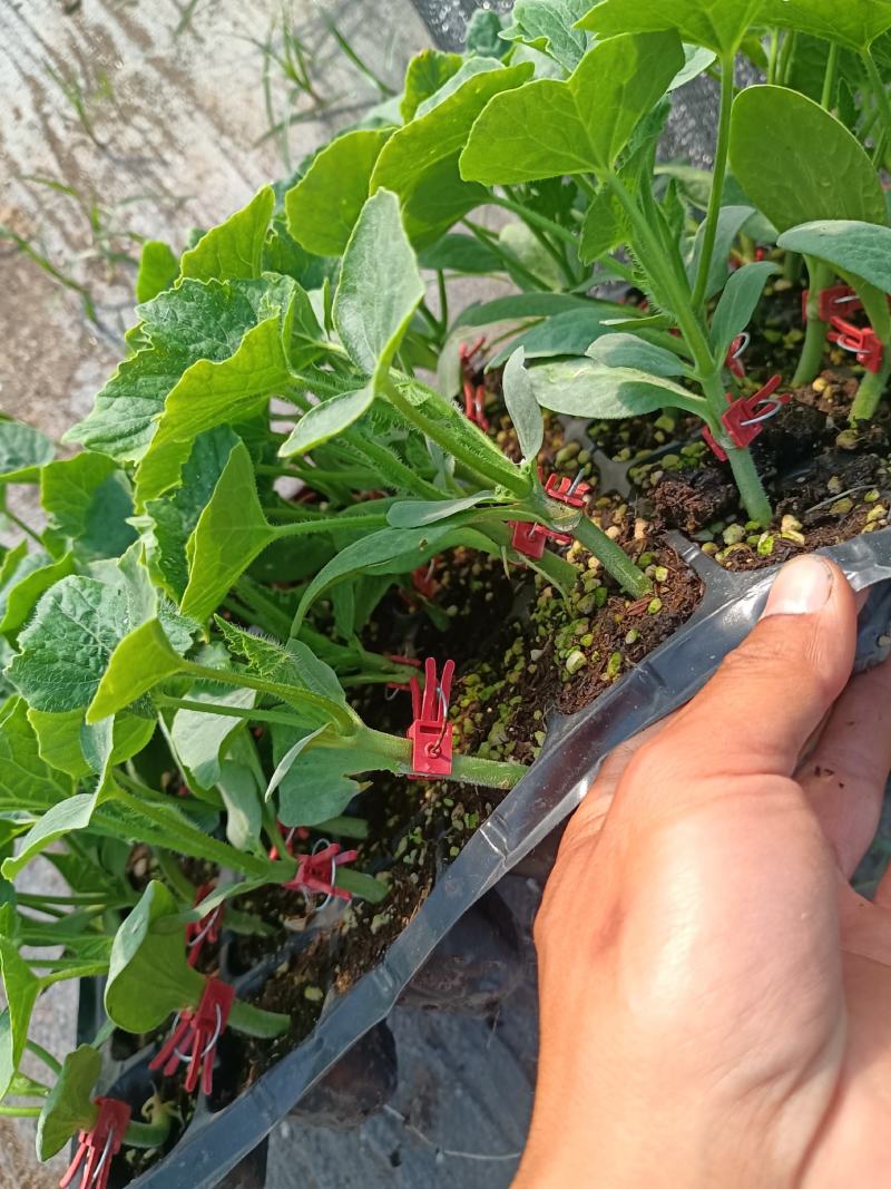 【推荐】河南漯河精品黑皮冬瓜苗黑冬瓜苗大量上市包成活