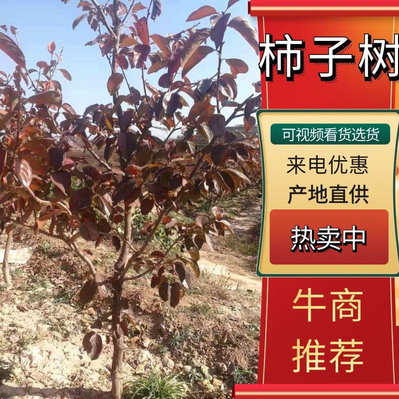 6公分甜柿子树8公分阳丰甜柿子树，规格齐全