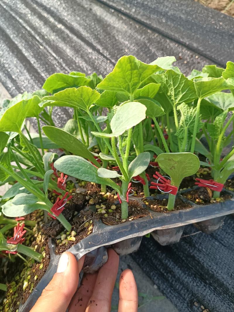 【推荐】河南漯河精品黑皮冬瓜苗黑冬瓜苗大量上市包成活