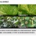 80%烯酰吗啉霜霉病&
