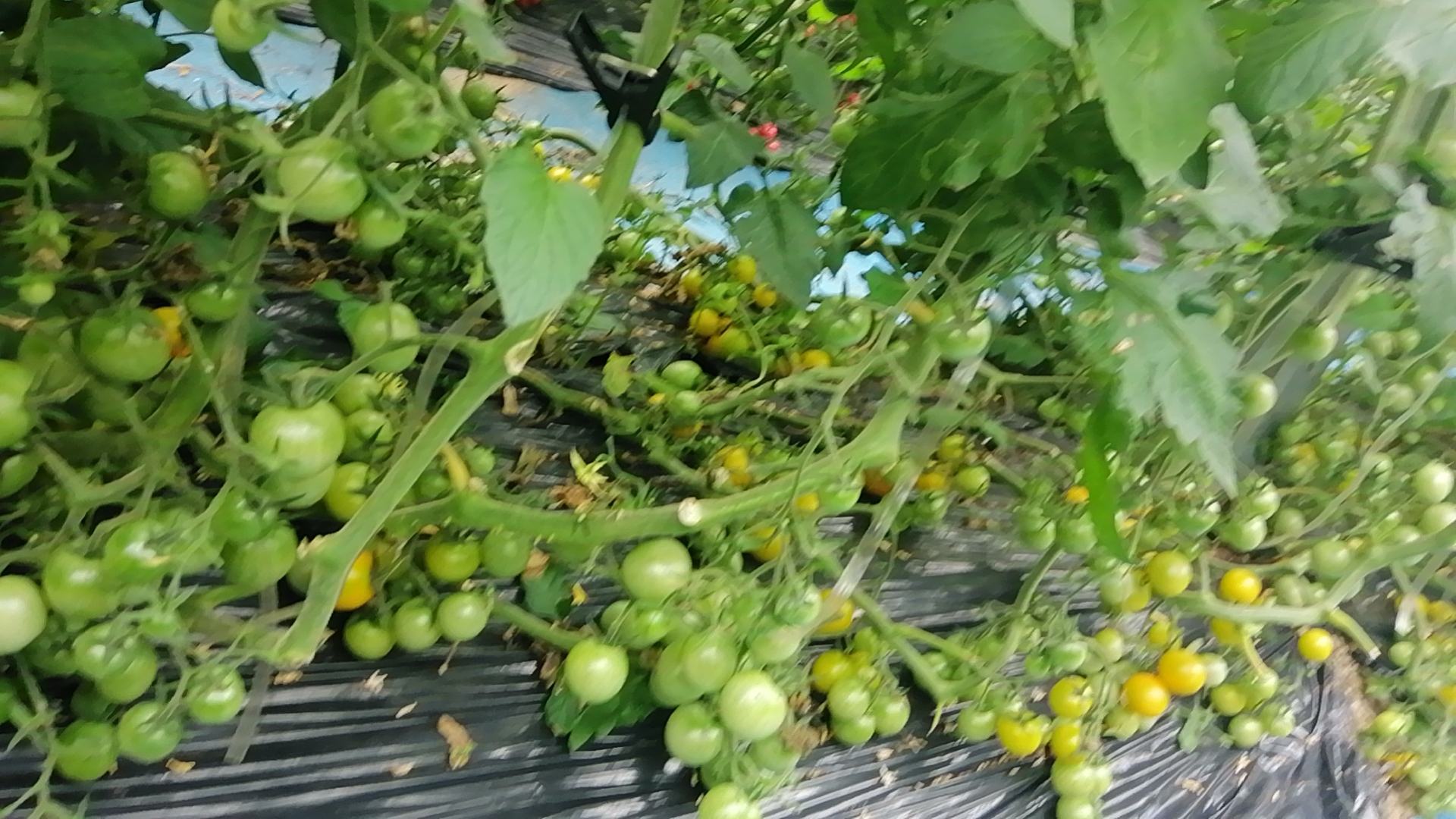 四川攀枝花圣女果果园