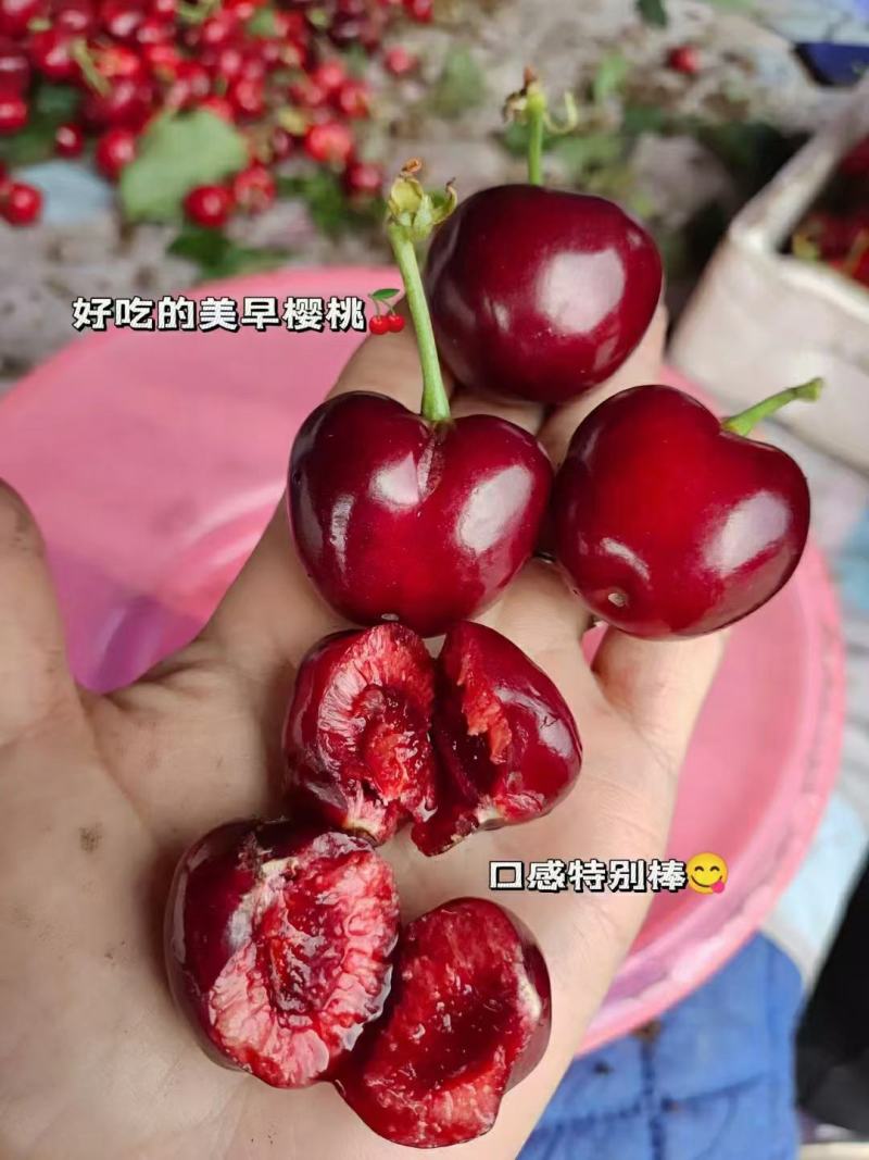 大田樱桃上市了，欢迎新老客商老板前来棒场