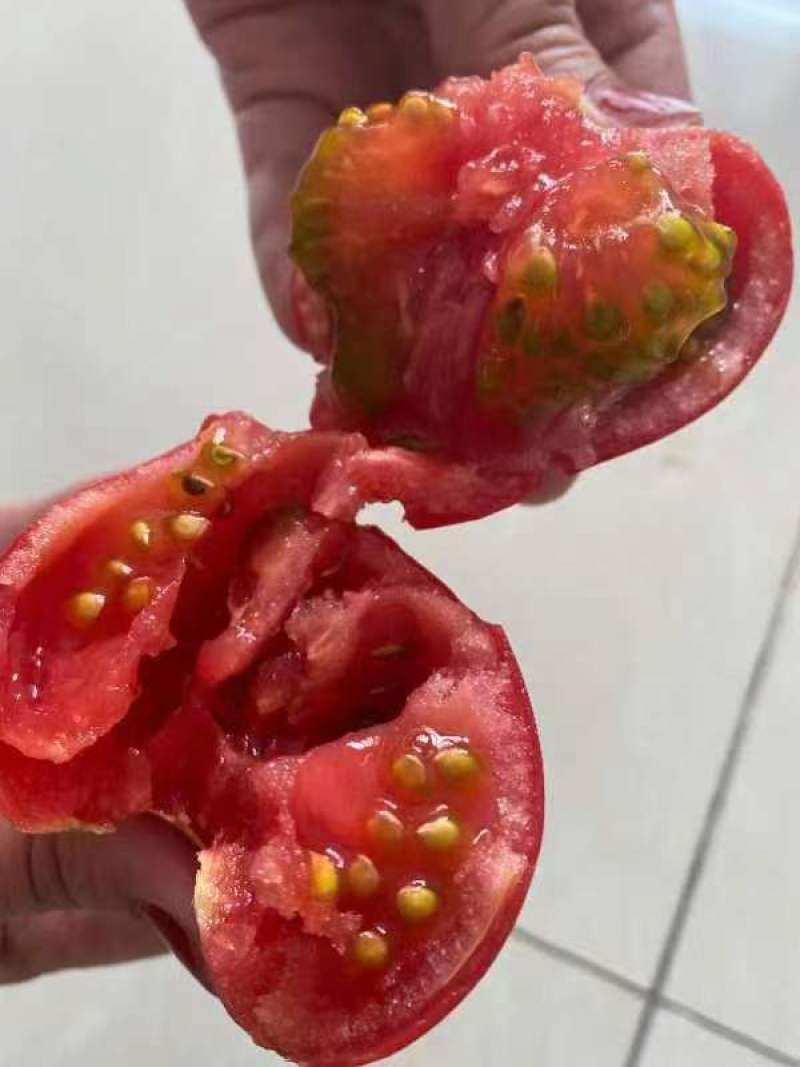 越冬口感番茄种苗大田露天拱棚种植抗病强根须发达抗病强高产