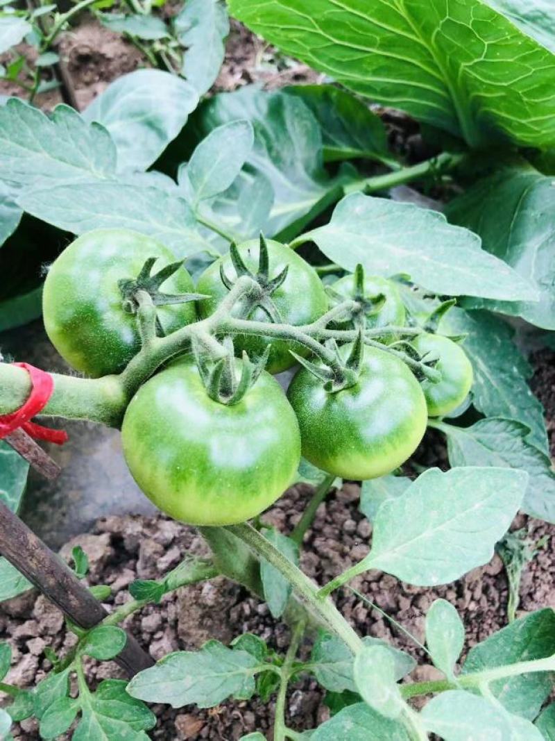 越冬口感番茄种苗大田露天拱棚种植抗病强根须发达抗病强高产