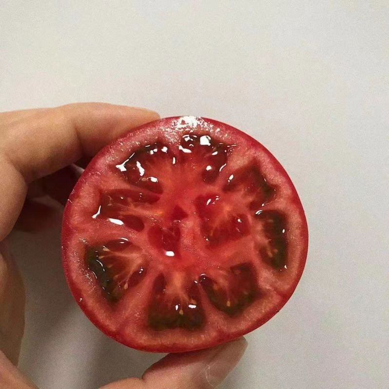 越冬口感番茄种苗大田露天拱棚种植抗病强根须发达抗病强高产