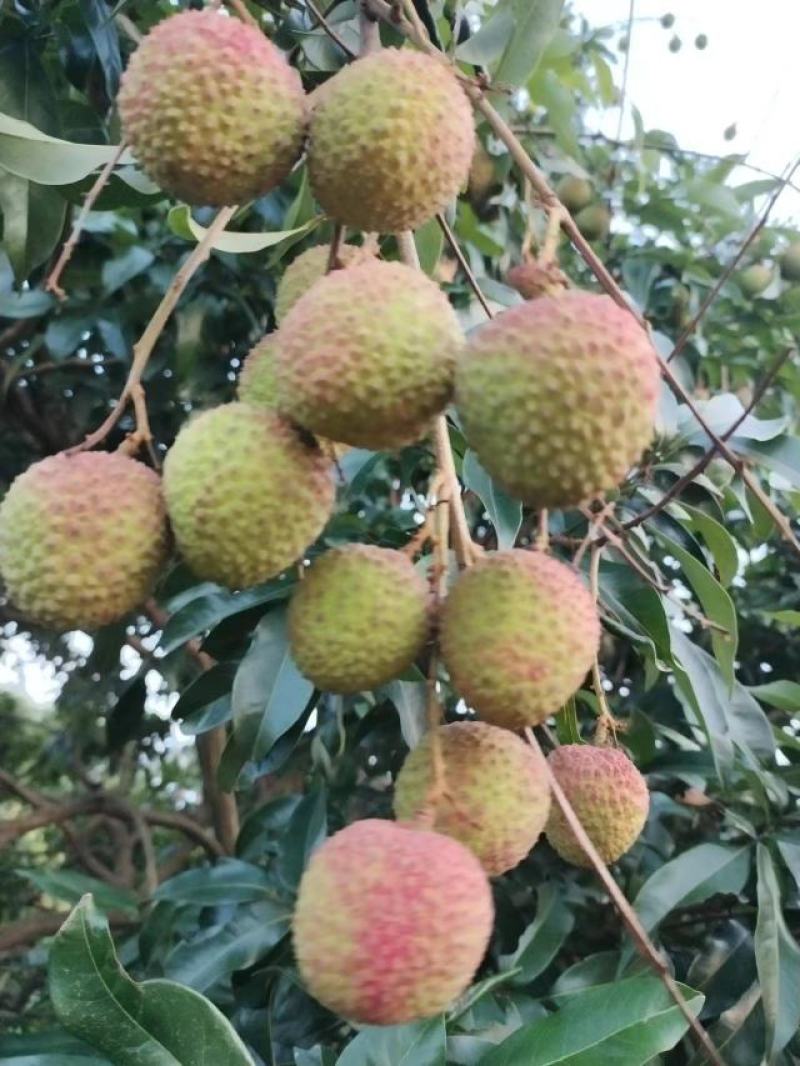 高州平山荔枝