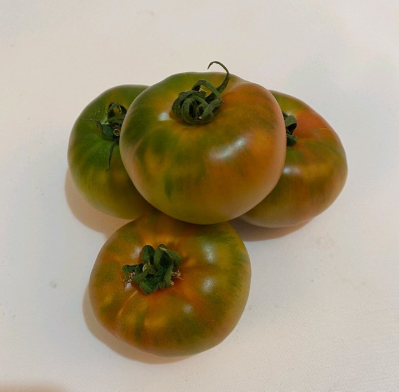 越冬口感番茄种苗大田露天拱棚种植抗病强根须发达抗病强高产
