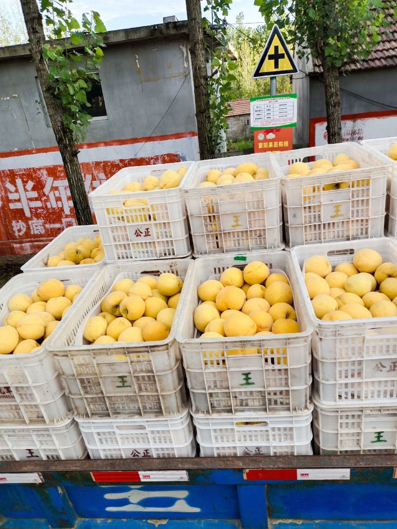 黄油桃，红毛桃，突围，北京八号，九号